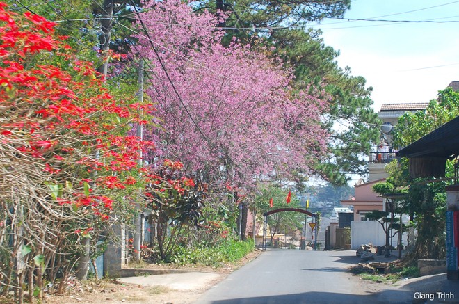Trees in full bloom in Da Lat City - ảnh 2